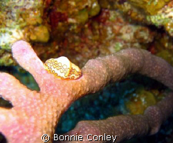 Flamingo Tongue seen  in Grand Cayman August 2008.  Photo... by Bonnie Conley 